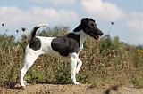 FOX TERRIER POIL LISSE 201
